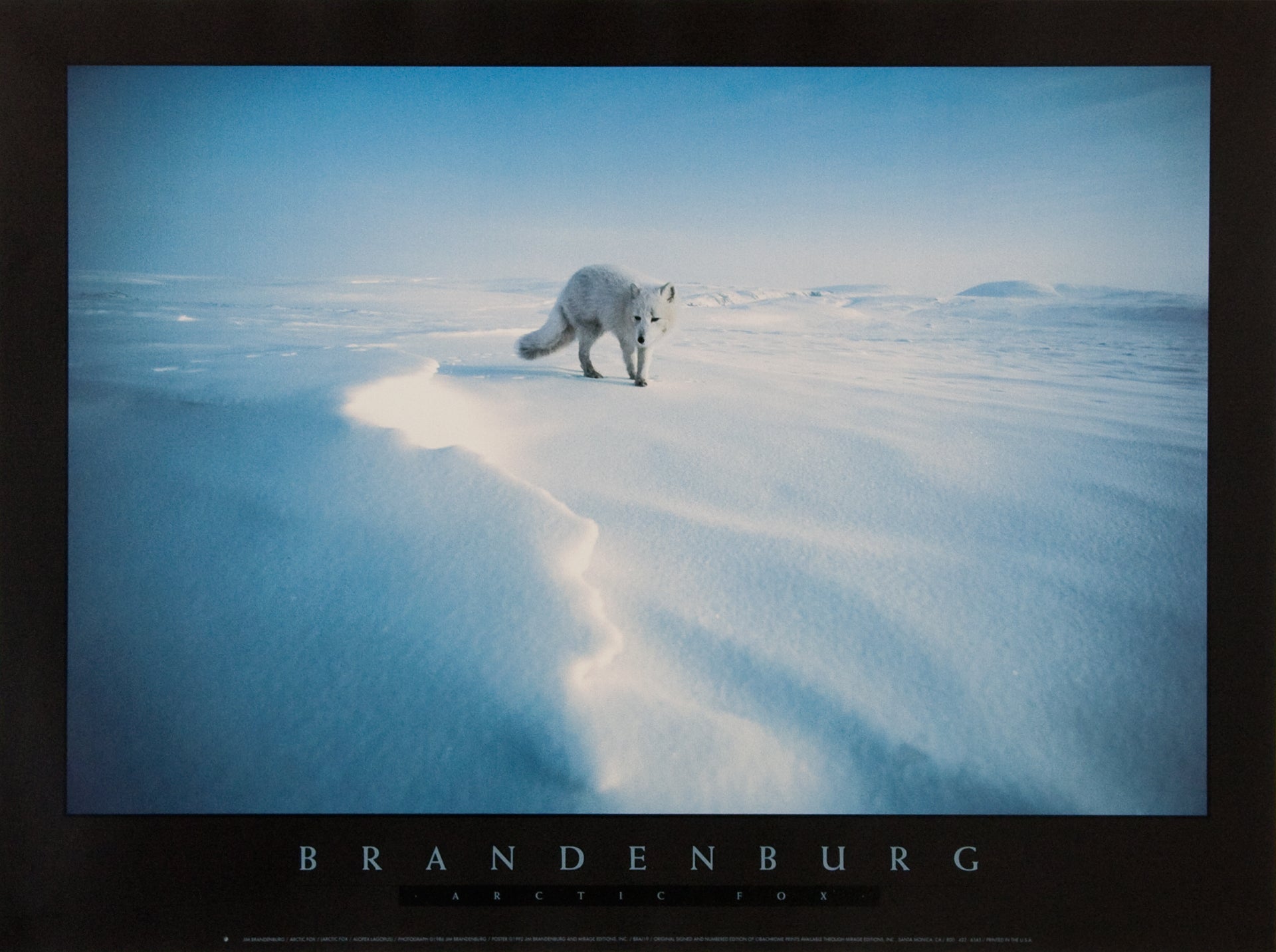 Arctic Fox Poster