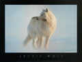 Arctic Wolf Poster