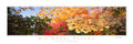 Big Woods Autumn Poster