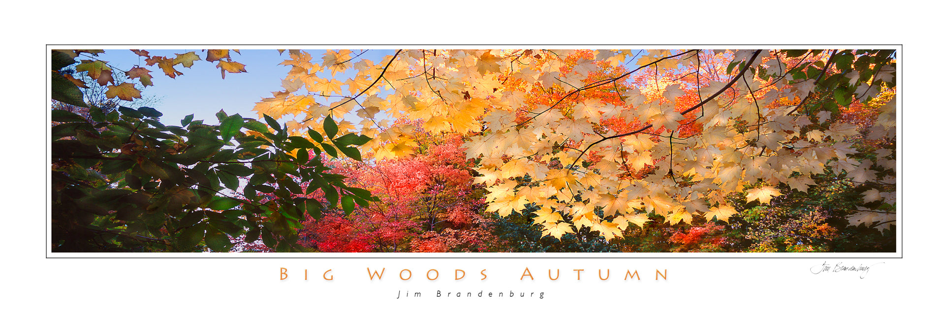 Big Woods Autumn Poster