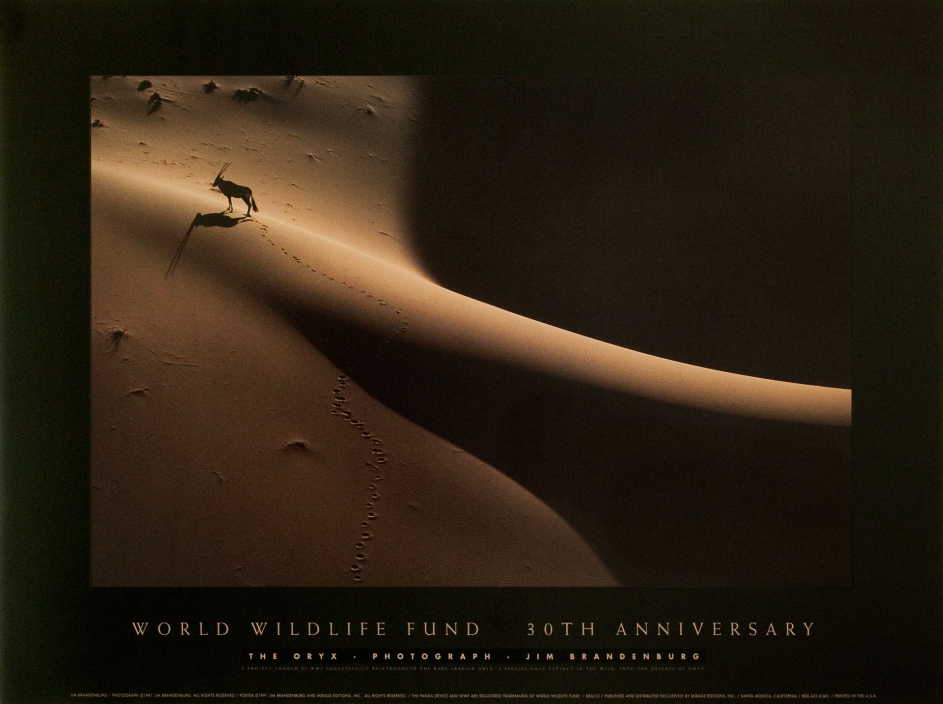Oryx on Sand Dune Poster