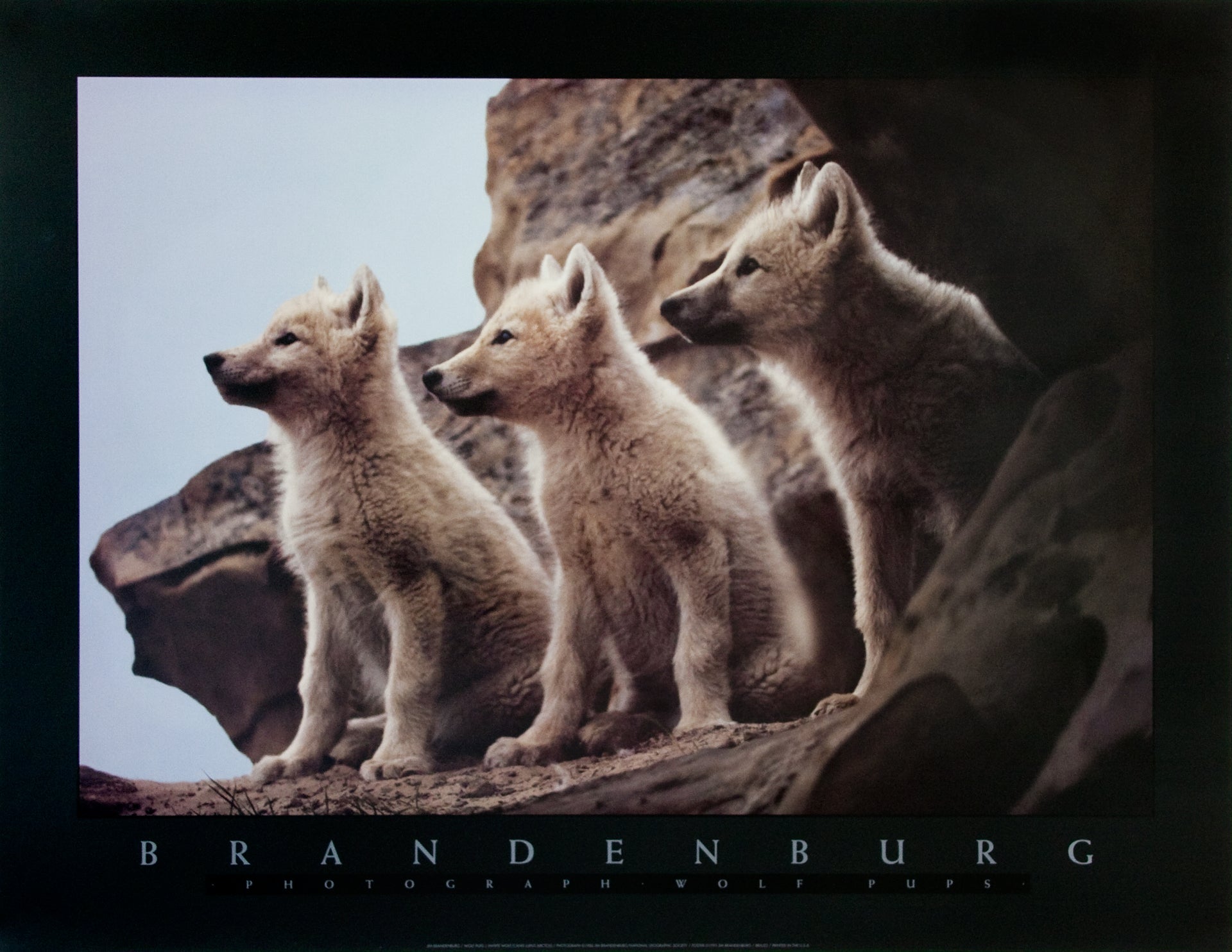 Wolf Pups Poster